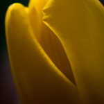 Blumen zum Geburtstag Blumen zum Geburtstag
